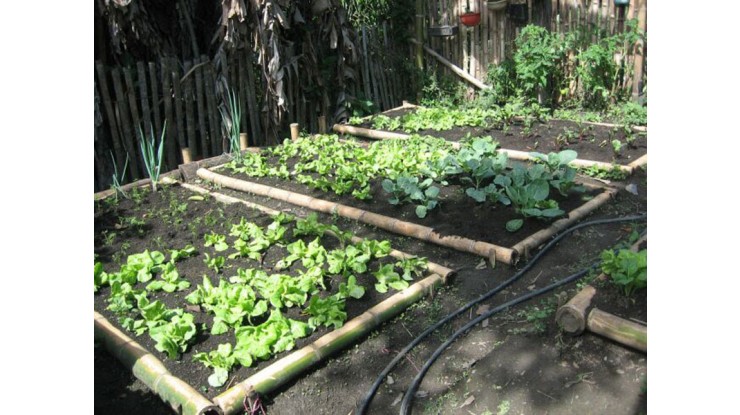 Sumate al taller de huerta orgánica 